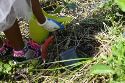 A child leans over to water a newly planted flower
