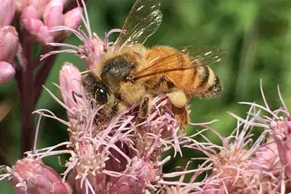 Honey bee on Joe Pye weed