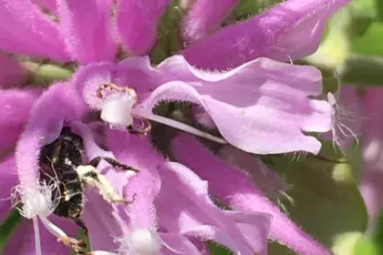 Bee butt sticking out of bee balm flower