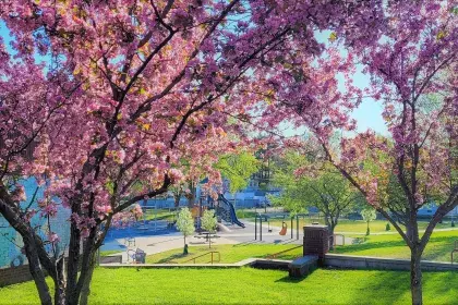 Viewing Jimmy Lee Playground through flowering trees in the morning