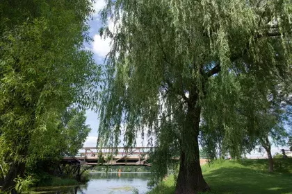 Phalen Regional Park - Willow tree