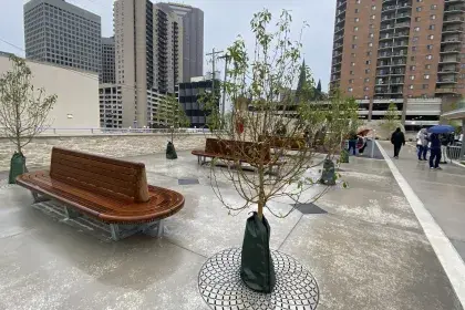Pedro Park Benches