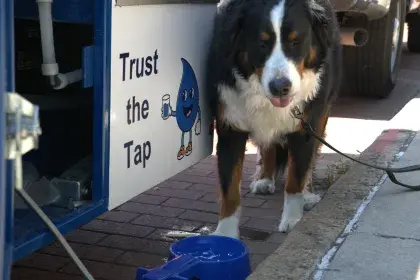 Dog drinks from SPRWS Water Wagon's doggy bowl